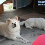 志村動物園でハイジとわさお対面!その会話は・・・ 2時間スペシャル