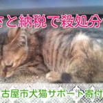 名古屋市「ふるさと納税」で猫の殺処分もゼロを目指したい！