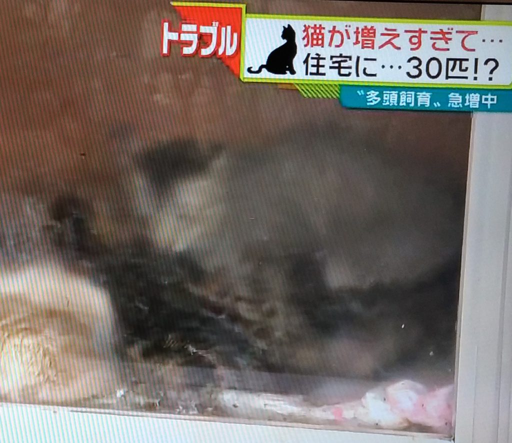 名古屋30匹の猫を飼育女性強制退去 大阪知事が 守ってちょうよ と 猫ちゃんねるnet