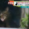 名古屋30匹の猫を飼育女性強制退去・大阪知事が「守ってちょうよ」と…