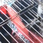 埼玉県上尾市の猫監禁多頭飼い！猫43匹・鶏70羽の劣悪環境の実態